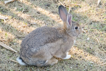 little bunny small young cute rabbit wildlife animals living at backyard garden with beautiful natural light freedom fresh air