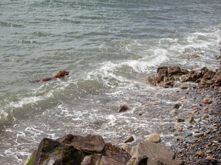 Brown dog getting out of water.