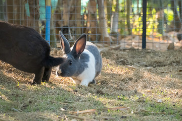 Naklejka na ściany i meble little bunny small young cute rabbit wildlife animals living at backyard garden with beautiful natural light freedom fresh air