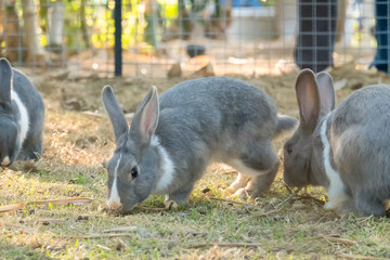 little bunny small young cute rabbit wildlife animals living at backyard garden with beautiful natural light freedom fresh air