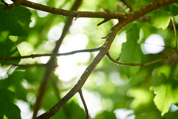 Royal Botanic Gardens Victoria
