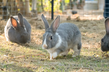 little bunny small young cute rabbit wildlife animals living at backyard garden with beautiful natural light freedom fresh air
