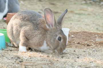 little bunny small young cute rabbit wildlife animals living at backyard garden with beautiful natural light freedom fresh air