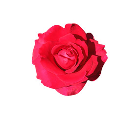 Single red rose flower isolated on white background and clipping path top view
