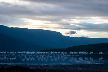 Lesser Flamingos are grazing before the sunrise, Lake Bogoria, Kenya