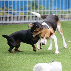 Fun puppies in a private playground	