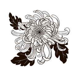 Chrysanthemum flower, black and white vector illustration