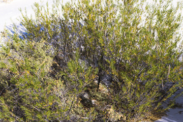 Arbusto en el desierto blanco