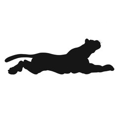 silhouette of a muscular wild big cat lying or jumping