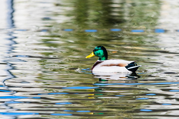 都市公園で冬を越すマガモ