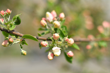 Tender apple tree on a spring day.blooming apple tree branch, white flowers of apple tree.Against the backdrop of the city