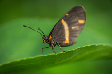 butterfly on leaf