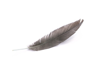 Black feather on a white background, Chicken feather
