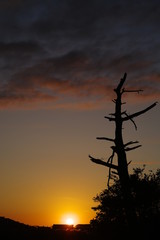 立ち枯れと夕陽