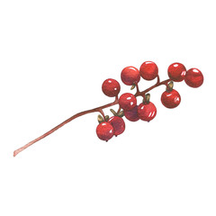 Red berries on a branch isolated on white.
