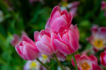 Obraz premium Close-up of pink tulips in a field of pink tulips. Selective focus