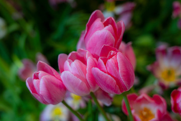 Close-up of pink tulips in a field of pink tulips. Selective focus
