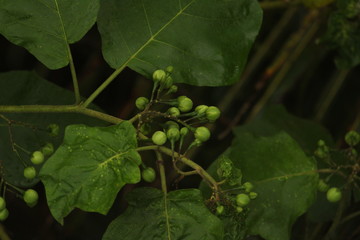 Turkey berry , Pea eggplant , Solanum torvum in the garden. indian Turkey berry branch on tree in the garden. Sundakkai or Turkey berry in growth stage