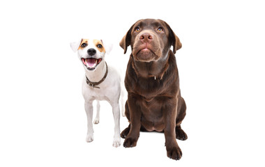 Funny Jack Russell terrier and Labrador puppy together isolated on white background