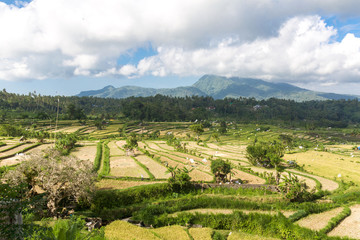 Fototapeta na wymiar Reisfelder auf Bali
