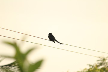 Black Drongo bird with two tails sitting on electric line or electric post on the morning