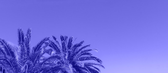 branches of palm trees on the background of  blue sky - toned in ttrendy blue color. Banner