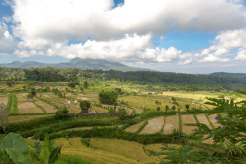 Fototapeta na wymiar Reisfelder auf Bali