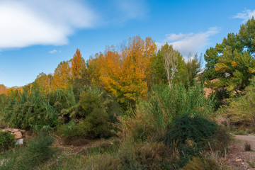arboles en oto&ntilde;o cerca de Fondon (Almeria) Spain