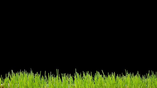 Green grass growth on black background time lapse