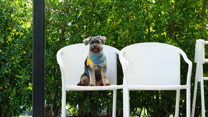 Black small mixed breed dog sitting on the white wicker chair smiling to the camera