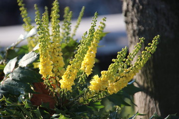 Yellow mimosa flowers in the sun light at a plant on the street in Nieuwerkerk aan den IJssel in the Netherlands
