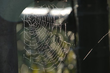 Dew drops on the wires of a spider web after night frost in a garden in Nieuwerkerk aan den IJssel in the Netherlands