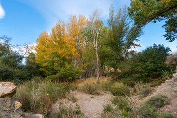 arboles en otoño cerca de Fondon (Almeria) Spain