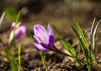 crocus in spring