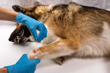 The vet treats the wound on the dog's paw. Treatment dogs have the vet.