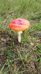 Toxic fly agaric .mushroom during the autumn on the Veluwe area in the netherlands