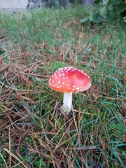 Toxic fly agaric .mushroom during the autumn on the Veluwe area in the netherlands