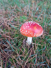 Toxic fly agaric .mushroom during the autumn on the Veluwe area in the netherlands