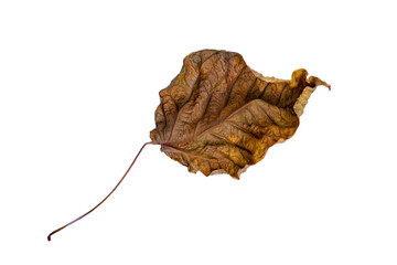 The shape of the dry leaves on the white background with clipping path