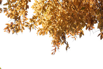 Autumn yellow leaves isolated on white background