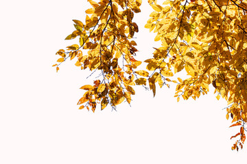 Autumn yellow leaves isolated on white background