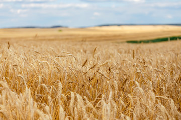 closeup wheat field  ripe in gold color. Harvest concept.