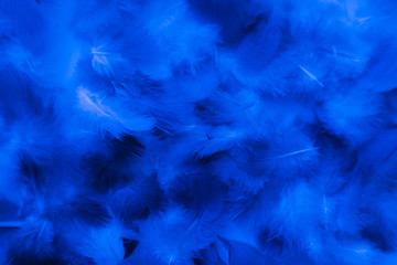 Fototapeta na wymiar Beautiful abstract colorful purple and blue feathers on black background and soft white pink feather texture on white pattern and blue background