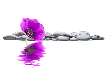 spa de flor morada con agua y reflejada en el agua