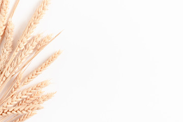 Bouquet of wheat spikelets on white background with copy space