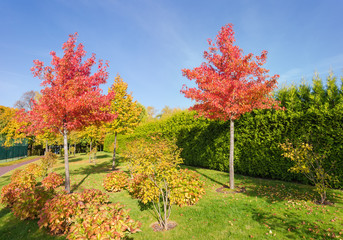 Young sweetgum trees with autumn leaves and fruits in park