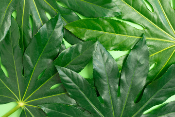 Fototapeta premium Close up of green aralia leaves texture