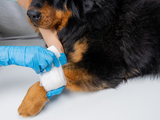 The vet bandages the wound on the dog's paw. Treatment dogs have the vet.