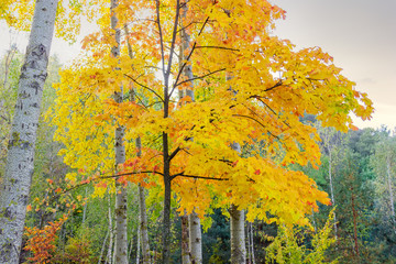 Young maple with autumn leaves among the aspen trunks