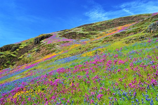 Fields of Wildflowers on North Table Mountain, California